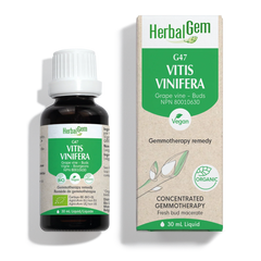 G47 - Vitis vinifera - vigne